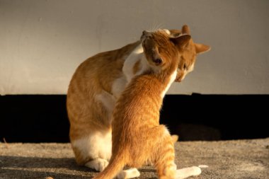 Birbirleriyle oynayan kedi yavruları hareketlerde hız ve çeviklik geliştirmeye yardımcı olur.