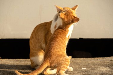 Birbirleriyle oynayan kedi yavruları hareketlerde hız ve çeviklik geliştirmeye yardımcı olur.