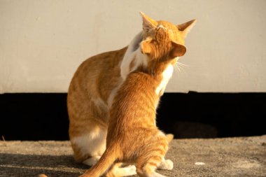 Birbirleriyle oynayan kedi yavruları hareketlerde hız ve çeviklik geliştirmeye yardımcı olur.