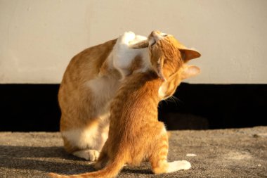 Birbirleriyle oynayan kedi yavruları hareketlerde hız ve çeviklik geliştirmeye yardımcı olur.