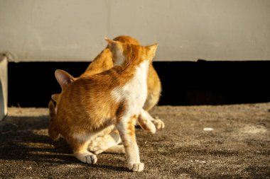 Birbirleriyle oynayan kedi yavruları hareketlerde hız ve çeviklik geliştirmeye yardımcı olur.