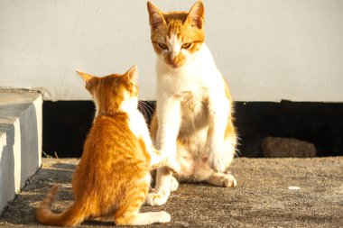 Birbirleriyle oynayan kedi yavruları hareketlerde hız ve çeviklik geliştirmeye yardımcı olur.