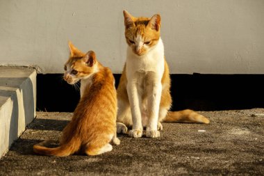 Birbirleriyle oynayan kedi yavruları hareketlerde hız ve çeviklik geliştirmeye yardımcı olur.