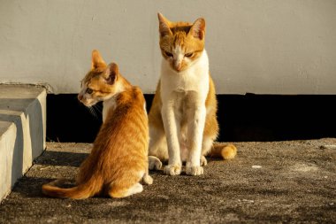 Birbirleriyle oynayan kedi yavruları hareketlerde hız ve çeviklik geliştirmeye yardımcı olur.