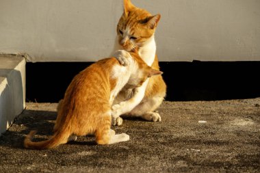 Birbirleriyle oynayan kedi yavruları hareketlerde hız ve çeviklik geliştirmeye yardımcı olur.