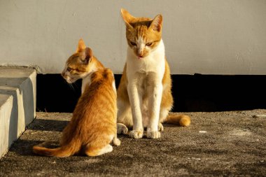 Birbirleriyle oynayan kedi yavruları hareketlerde hız ve çeviklik geliştirmeye yardımcı olur.
