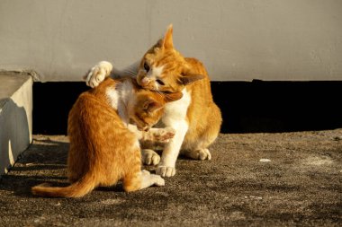 Birbirleriyle oynayan kedi yavruları hareketlerde hız ve çeviklik geliştirmeye yardımcı olur.