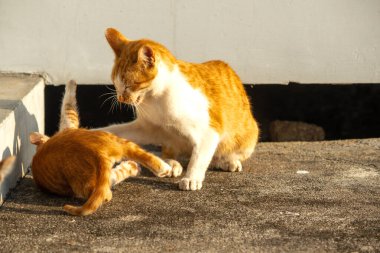Birbirleriyle oynayan kedi yavruları hareketlerde hız ve çeviklik geliştirmeye yardımcı olur.