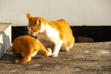 Birbirleriyle oynayan kedi yavruları hareketlerde hız ve çeviklik geliştirmeye yardımcı olur.