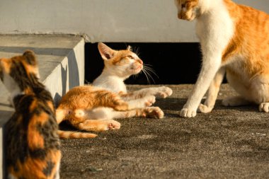 Birbirleriyle oynayan kedi yavruları hareketlerde hız ve çeviklik geliştirmeye yardımcı olur.