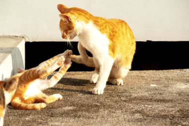 Birbirleriyle oynayan kedi yavruları hareketlerde hız ve çeviklik geliştirmeye yardımcı olur.