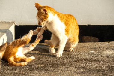 Birbirleriyle oynayan kedi yavruları hareketlerde hız ve çeviklik geliştirmeye yardımcı olur.
