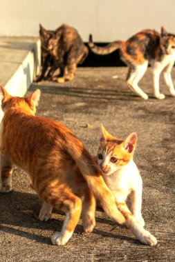 Birbirleriyle oynayan kedi yavruları hareketlerde hız ve çeviklik geliştirmeye yardımcı olur.