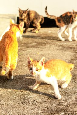 Birbirleriyle oynayan kedi yavruları hareketlerde hız ve çeviklik geliştirmeye yardımcı olur.