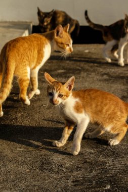 Birbirleriyle oynayan kedi yavruları hareketlerde hız ve çeviklik geliştirmeye yardımcı olur.