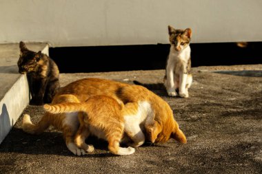 Birbirleriyle oynayan kedi yavruları hareketlerde hız ve çeviklik geliştirmeye yardımcı olur.