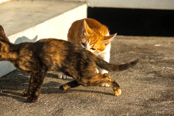 Birbirleriyle oynayan kedi yavruları hareketlerde hız ve çeviklik geliştirmeye yardımcı olur.