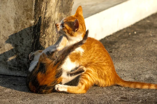 Birbirleriyle oynayan kedi yavruları hareketlerde hız ve çeviklik geliştirmeye yardımcı olur.