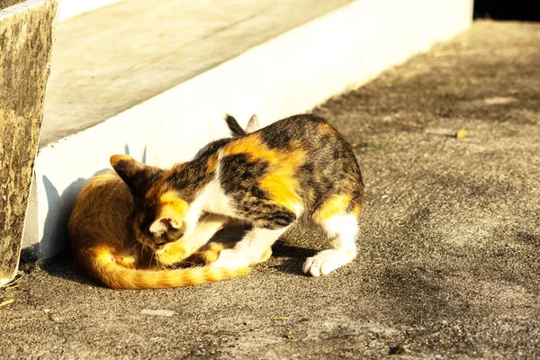 Birbirleriyle oynayan kedi yavruları hareketlerde hız ve çeviklik geliştirmeye yardımcı olur.