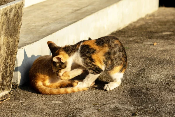 Birbirleriyle oynayan kedi yavruları hareketlerde hız ve çeviklik geliştirmeye yardımcı olur.