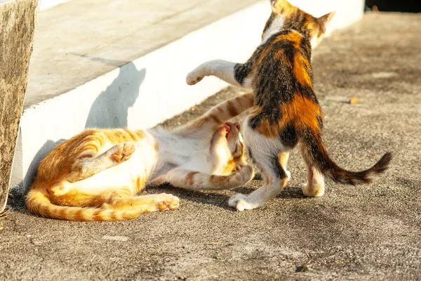 Birbirleriyle oynayan kedi yavruları hareketlerde hız ve çeviklik geliştirmeye yardımcı olur.