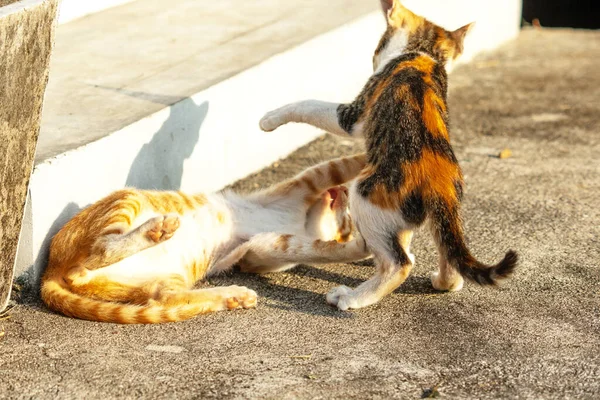 Birbirleriyle oynayan kedi yavruları hareketlerde hız ve çeviklik geliştirmeye yardımcı olur.