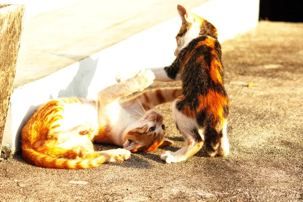 Birbirleriyle oynayan kedi yavruları hareketlerde hız ve çeviklik geliştirmeye yardımcı olur.