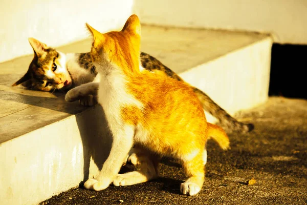 Birbirleriyle oynayan kedi yavruları hareketlerde hız ve çeviklik geliştirmeye yardımcı olur.