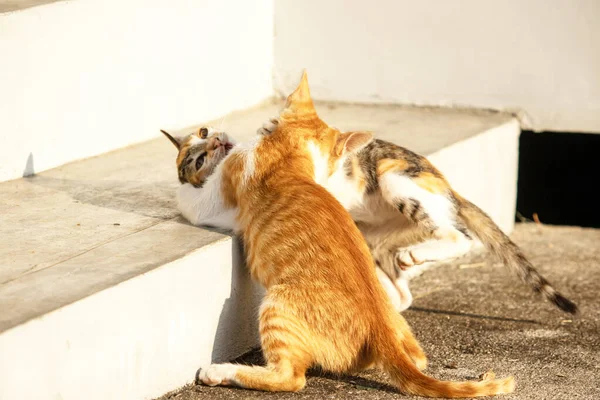 Birbirleriyle oynayan kedi yavruları hareketlerde hız ve çeviklik geliştirmeye yardımcı olur.
