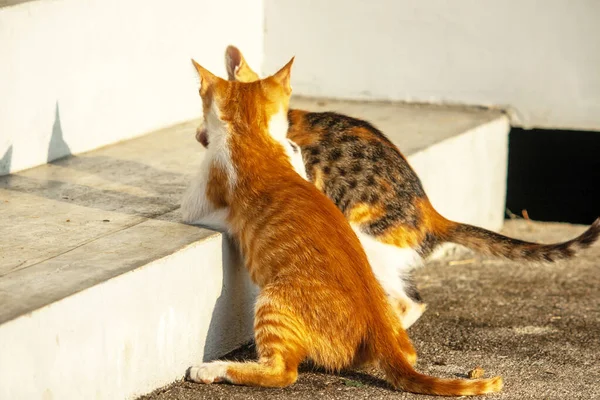 Birbirleriyle oynayan kedi yavruları hareketlerde hız ve çeviklik geliştirmeye yardımcı olur.