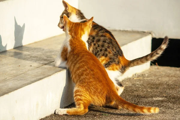 Birbirleriyle oynayan kedi yavruları hareketlerde hız ve çeviklik geliştirmeye yardımcı olur.