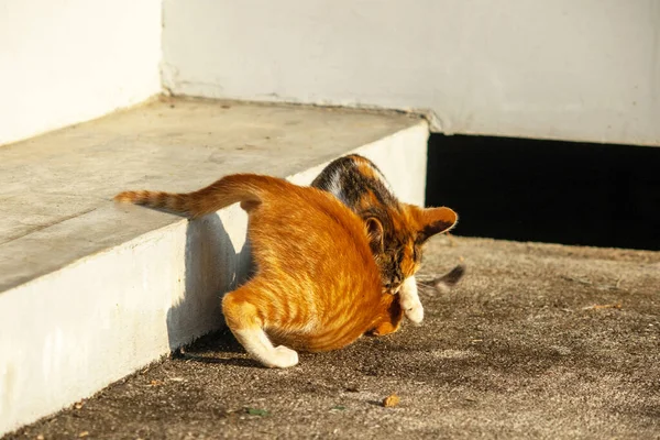 Birbirleriyle oynayan kedi yavruları hareketlerde hız ve çeviklik geliştirmeye yardımcı olur.