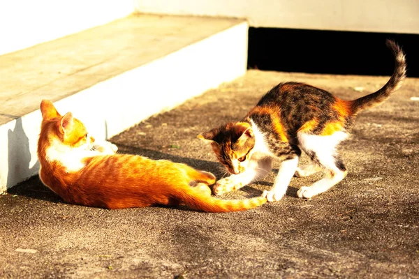 Birbirleriyle oynayan kedi yavruları hareketlerde hız ve çeviklik geliştirmeye yardımcı olur.