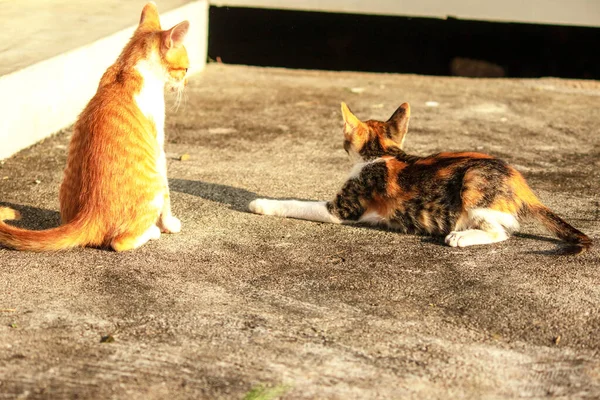 Birbirleriyle oynayan kedi yavruları hareketlerde hız ve çeviklik geliştirmeye yardımcı olur.