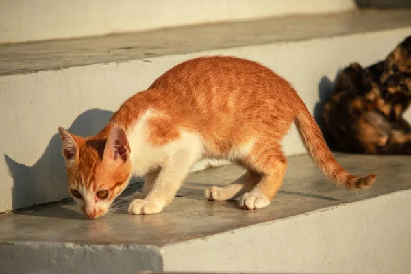 Turuncu bir kedi yavrusunun keşfetmesi turuncu kedilerin tipik tuhaf kişiliğini yansıtır..