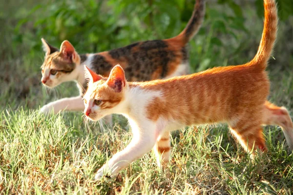 Turuncu bir kedi yavrusunun keşfetmesi turuncu kedilerin tipik tuhaf kişiliğini yansıtır..