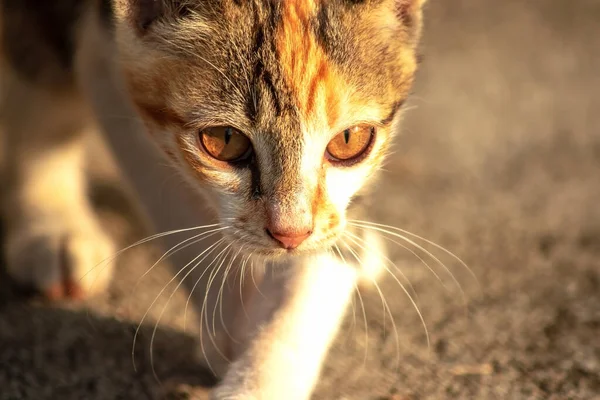 Bir yavru kedi dikkatle bir şeye bakıyor.