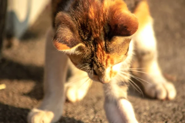 Bir yavru kedi dikkatle bir şeye bakıyor.
