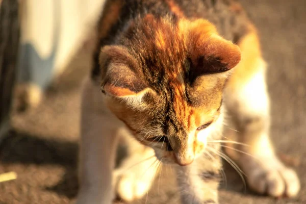 Bir yavru kedi dikkatle bir şeye bakıyor.