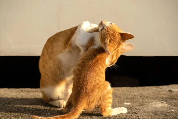 Birbirleriyle oynayan kedi yavruları hareketlerde hız ve çeviklik geliştirmeye yardımcı olur.
