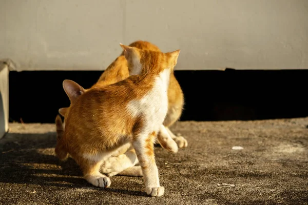 Birbirleriyle oynayan kedi yavruları hareketlerde hız ve çeviklik geliştirmeye yardımcı olur.