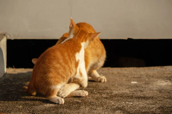 Birbirleriyle oynayan kedi yavruları hareketlerde hız ve çeviklik geliştirmeye yardımcı olur.