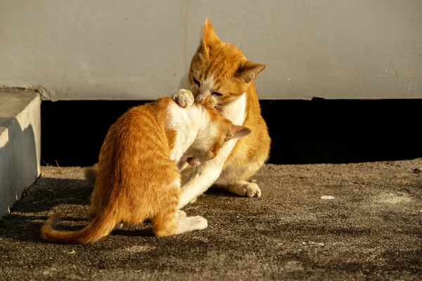 Birbirleriyle oynayan kedi yavruları hareketlerde hız ve çeviklik geliştirmeye yardımcı olur.