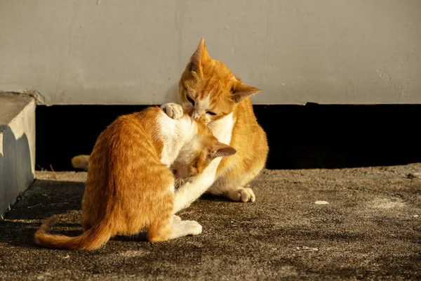 Birbirleriyle oynayan kedi yavruları hareketlerde hız ve çeviklik geliştirmeye yardımcı olur.