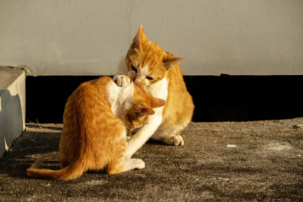 Birbirleriyle oynayan kedi yavruları hareketlerde hız ve çeviklik geliştirmeye yardımcı olur.
