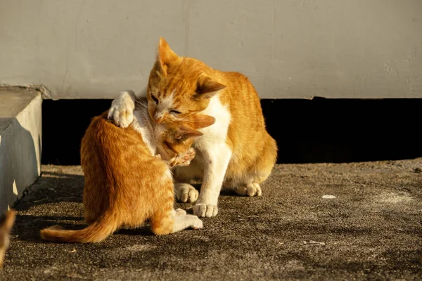 Birbirleriyle oynayan kedi yavruları hareketlerde hız ve çeviklik geliştirmeye yardımcı olur.