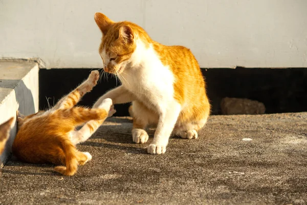 Birbirleriyle oynayan kedi yavruları hareketlerde hız ve çeviklik geliştirmeye yardımcı olur.