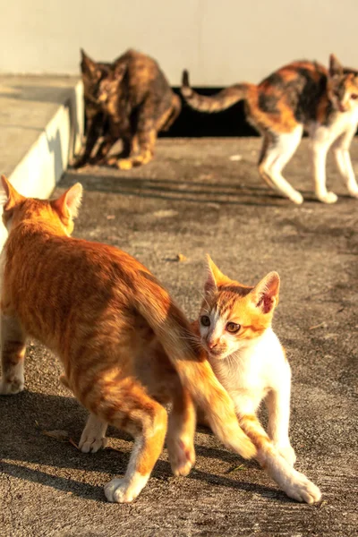 Birbirleriyle oynayan kedi yavruları hareketlerde hız ve çeviklik geliştirmeye yardımcı olur.