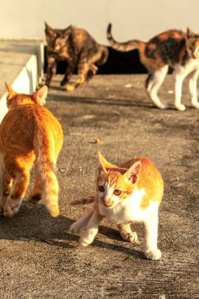 Birbirleriyle oynayan kedi yavruları hareketlerde hız ve çeviklik geliştirmeye yardımcı olur.