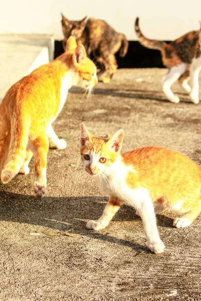 Birbirleriyle oynayan kedi yavruları hareketlerde hız ve çeviklik geliştirmeye yardımcı olur.